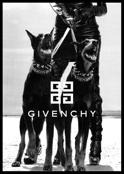 givenchy bulldog|givenchy dog wallpaper.